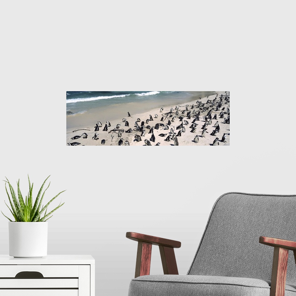 A modern room featuring Colony of Jackass penguins (Spheniscus demersus) on the beach, Boulder Beach, Simon's Town, Weste...
