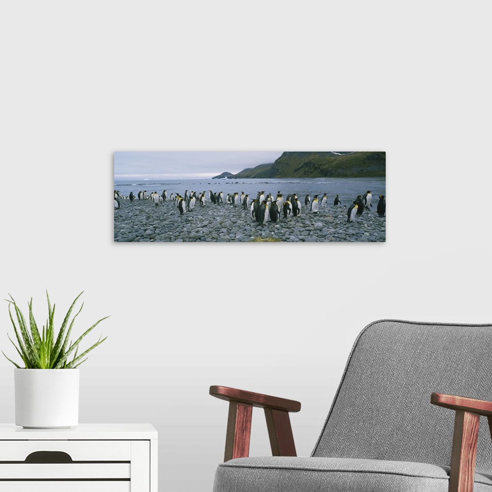 A modern room featuring Colony of King penguins on the beach, South Georgia Island, Antarctica