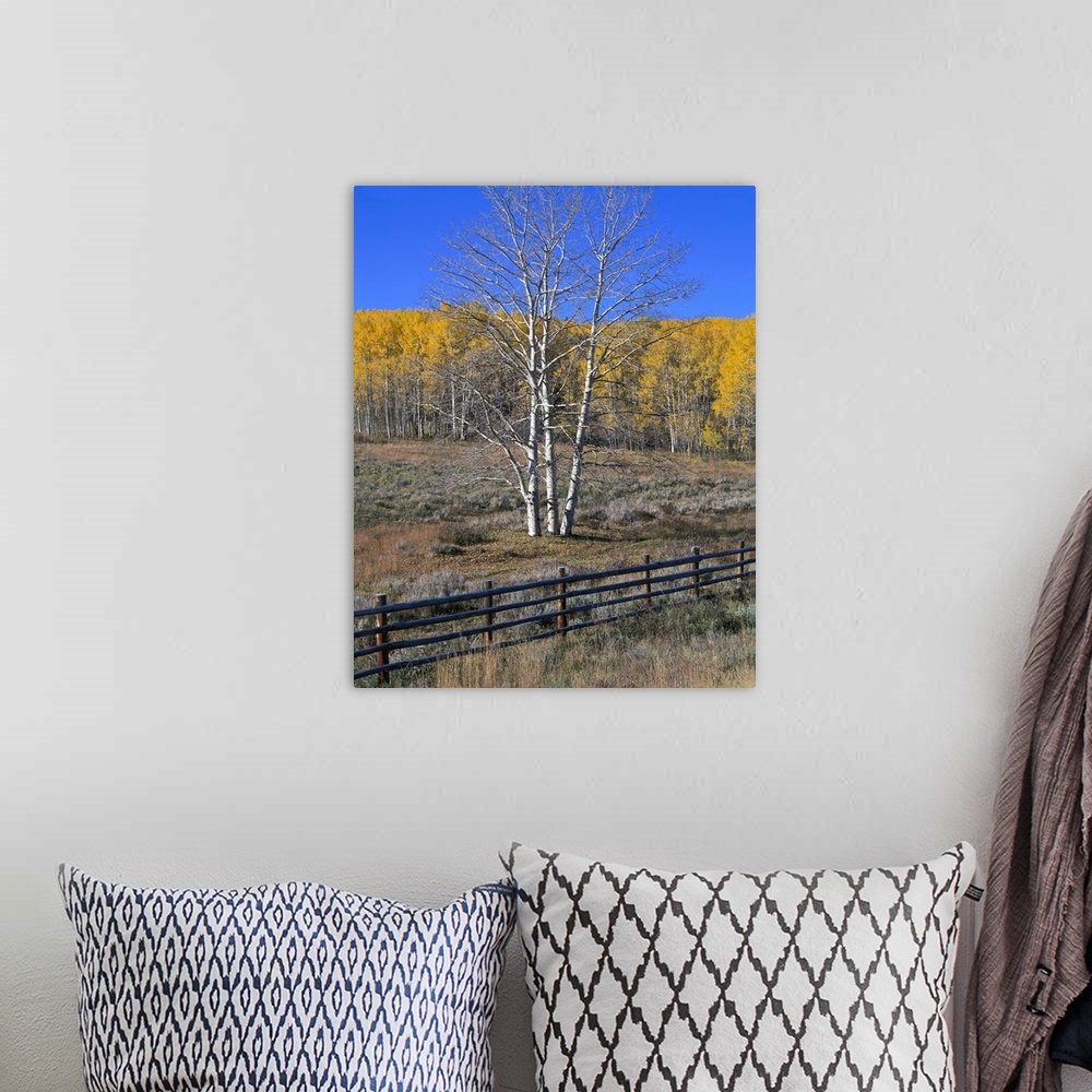 A bohemian room featuring Colorado, Aspen tree and fence
