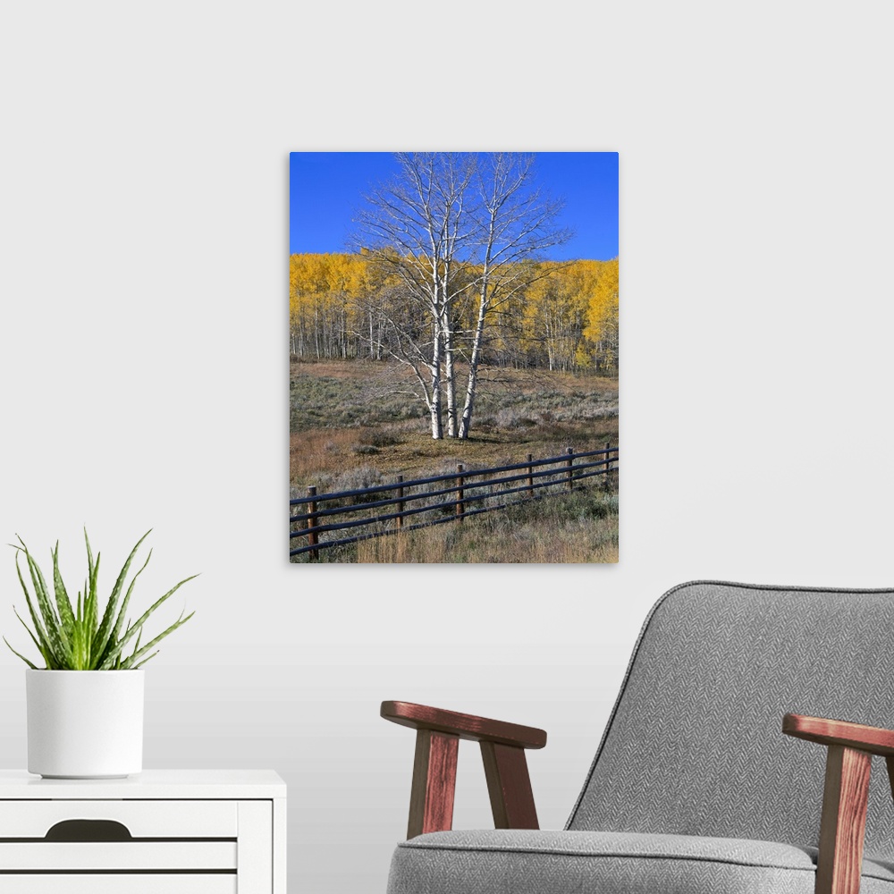 A modern room featuring Colorado, Aspen tree and fence