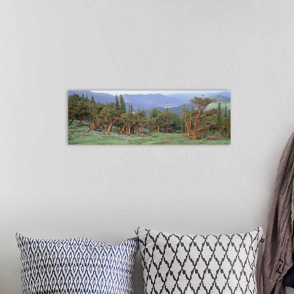 A bohemian room featuring Colorado, Bristlecone pine tree on the landscape