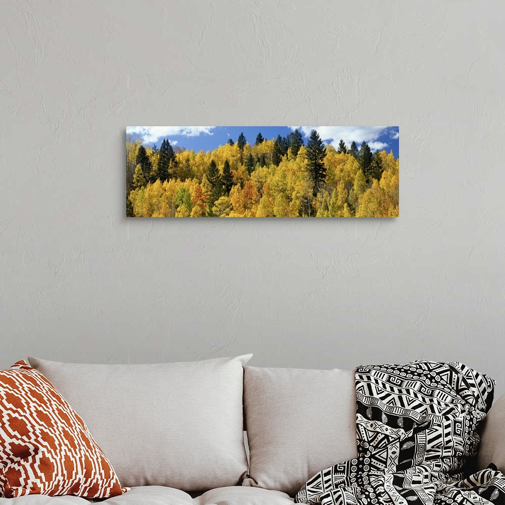 A bohemian room featuring The tops of autumn colored trees are photographed in wide angle view.