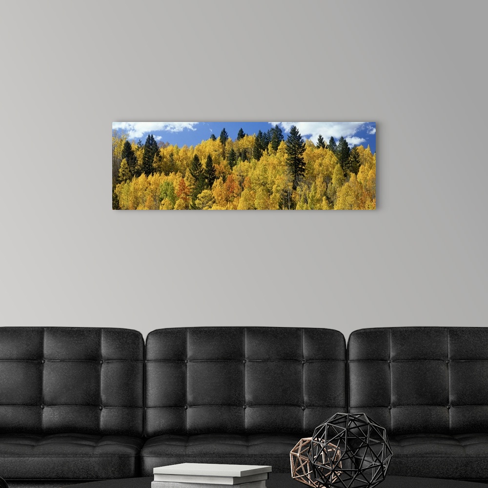 A modern room featuring The tops of autumn colored trees are photographed in wide angle view.