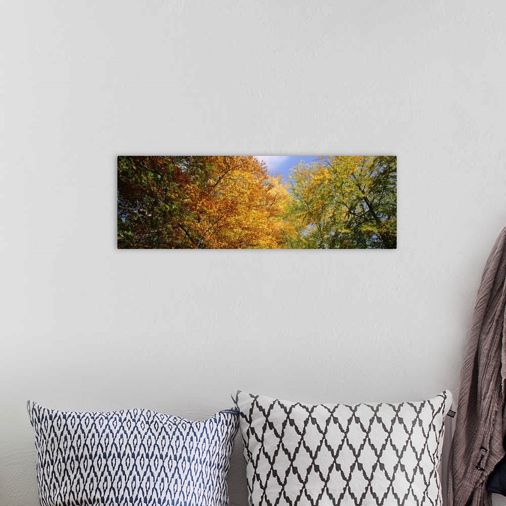A bohemian room featuring Colorful Fall Trees Facing Sky Southern Germany