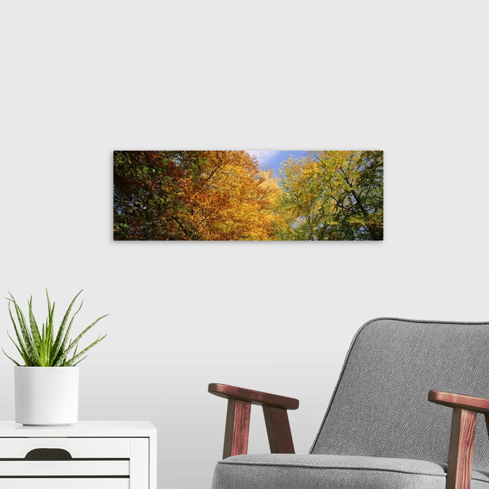 A modern room featuring Colorful Fall Trees Facing Sky Southern Germany