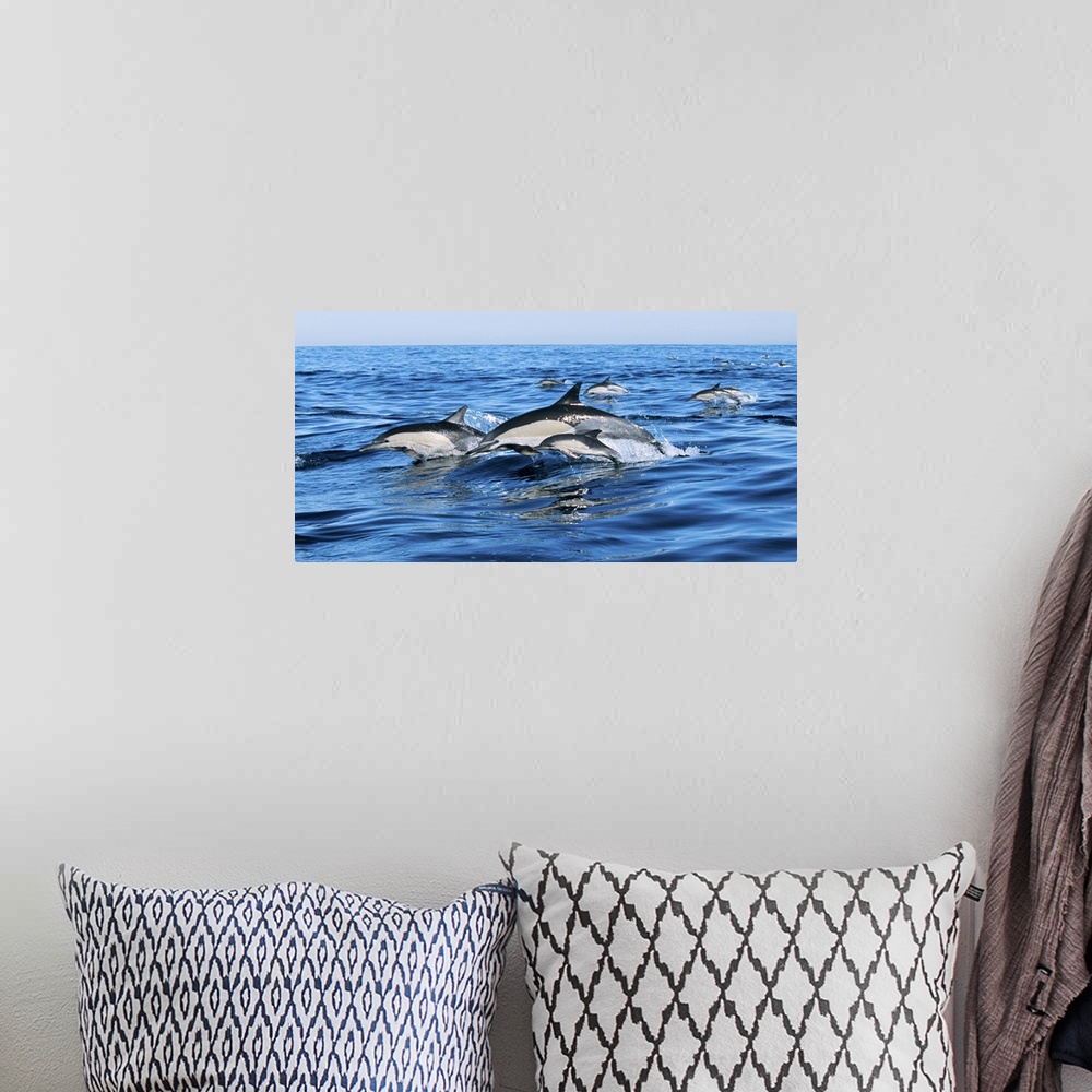 A bohemian room featuring Common dolphins breaching in the sea