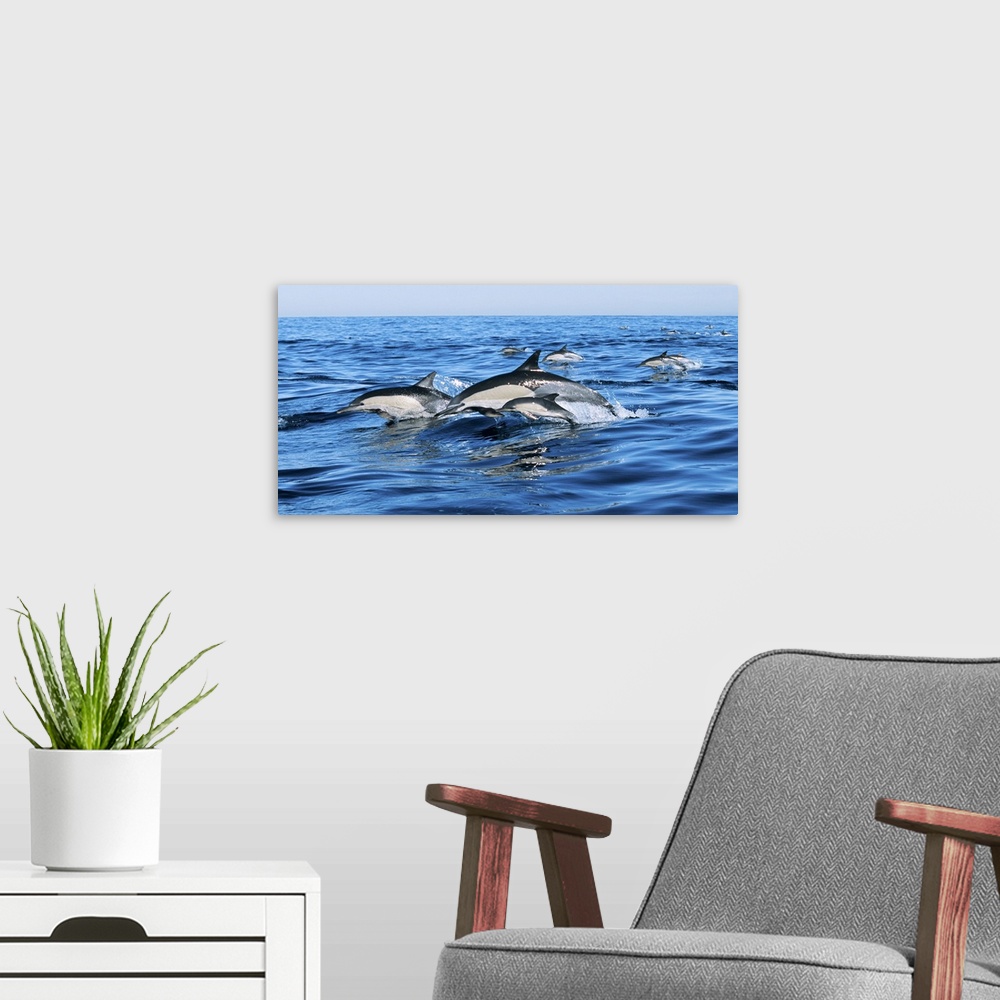 A modern room featuring Common dolphins breaching in the sea