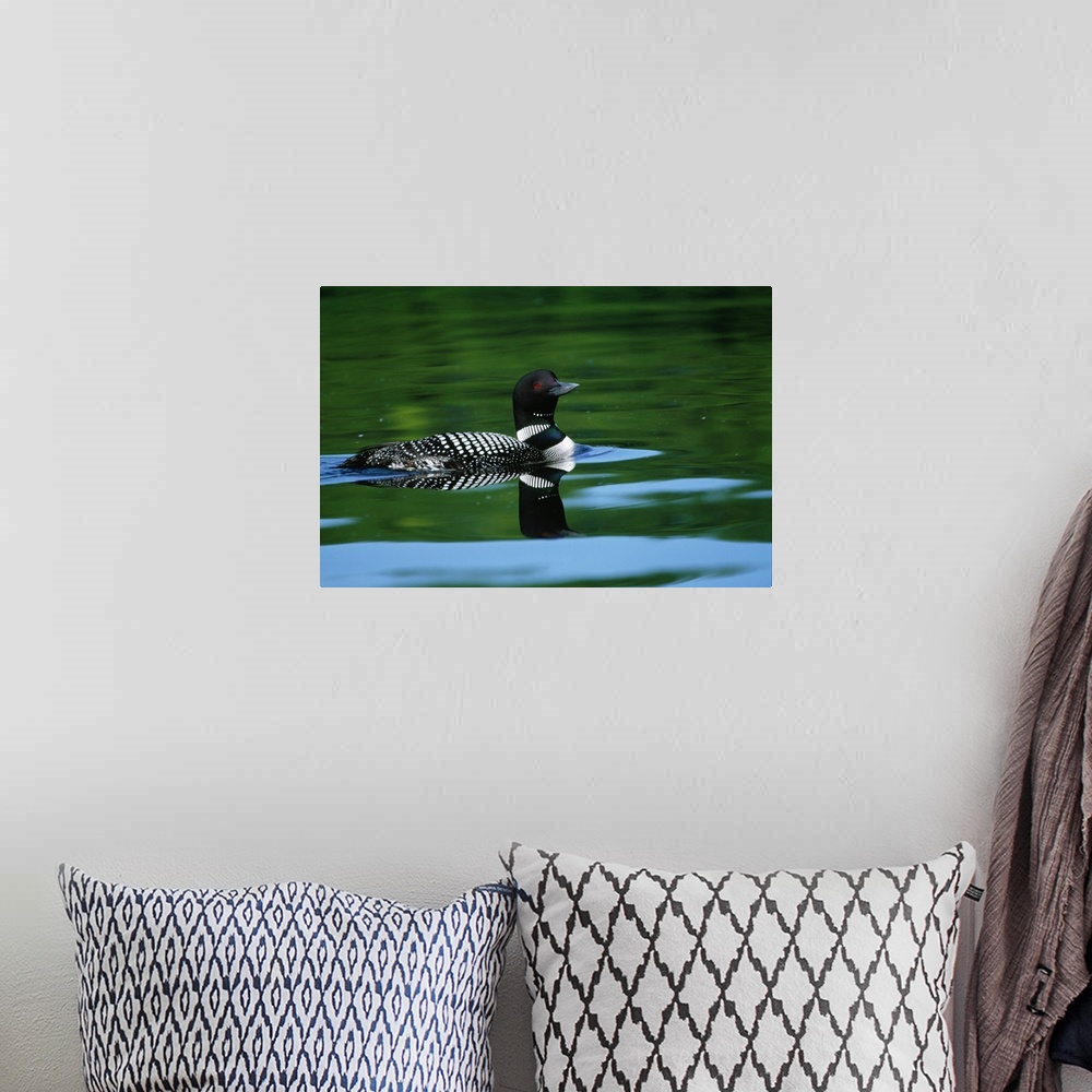 A bohemian room featuring Common loon in water, Michigan