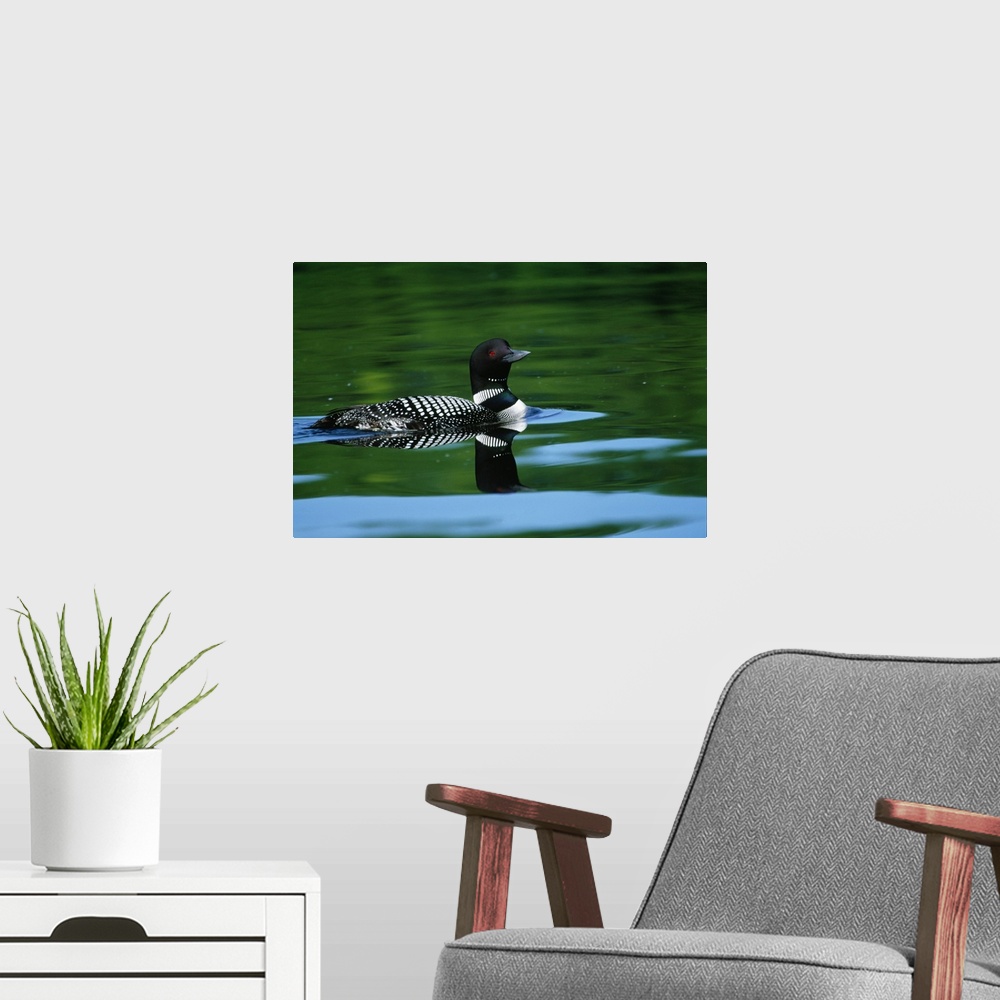A modern room featuring Common loon in water, Michigan