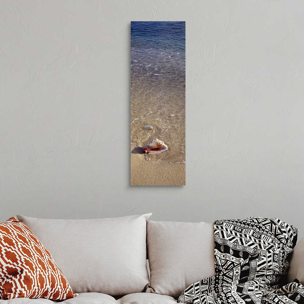 A bohemian room featuring Conch shell on the beach, Caribbean Sea, Grand Cayman, Cayman Islands