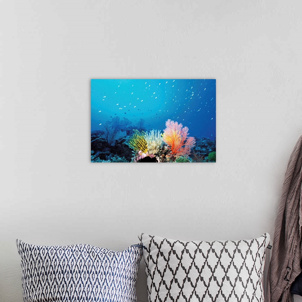 A bohemian room featuring Coral Reef and School of Fish, Undersea view