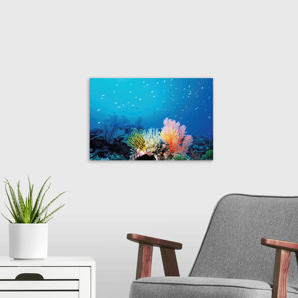 A modern room featuring Coral Reef and School of Fish, Undersea view
