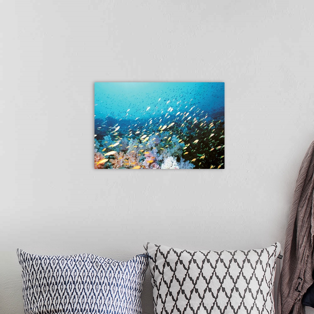 A bohemian room featuring Coral Reef and School of Fish, Undersea view