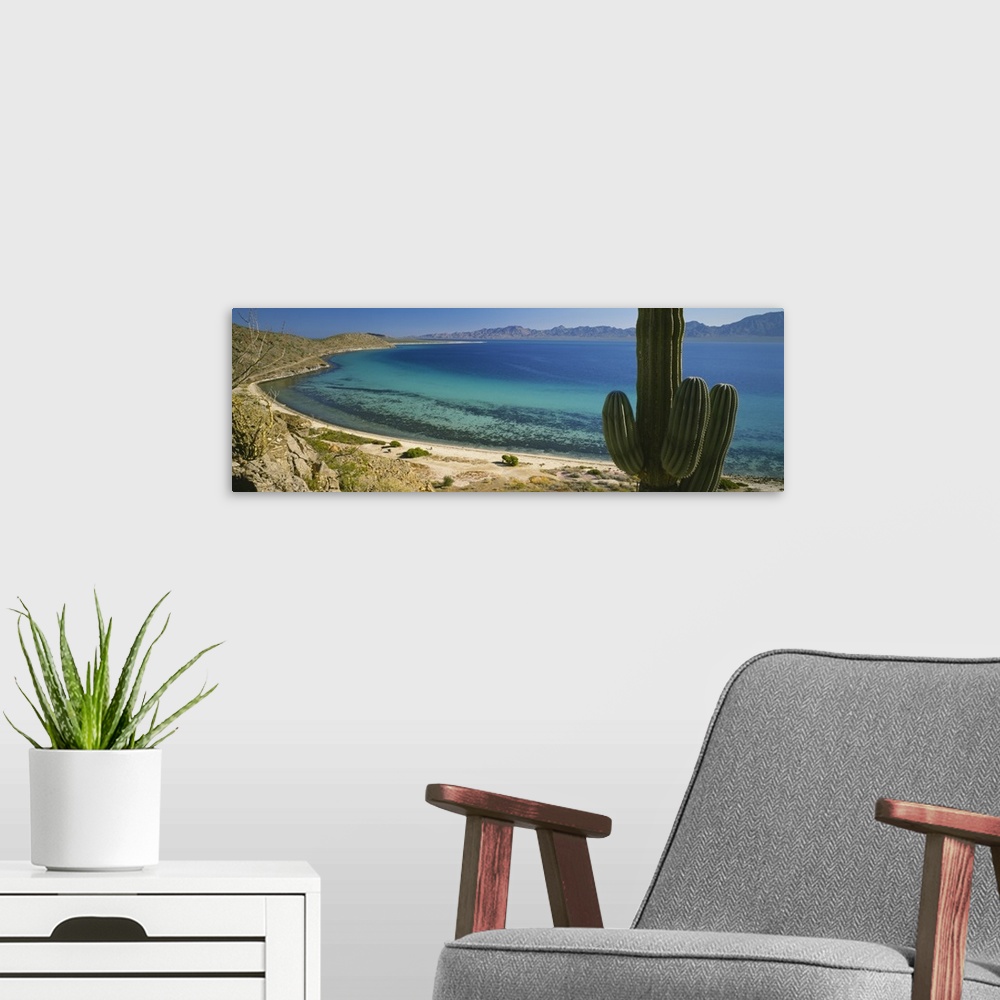 A modern room featuring Panoramic photo of a large cactus on a desert landscape that meets the ocean.