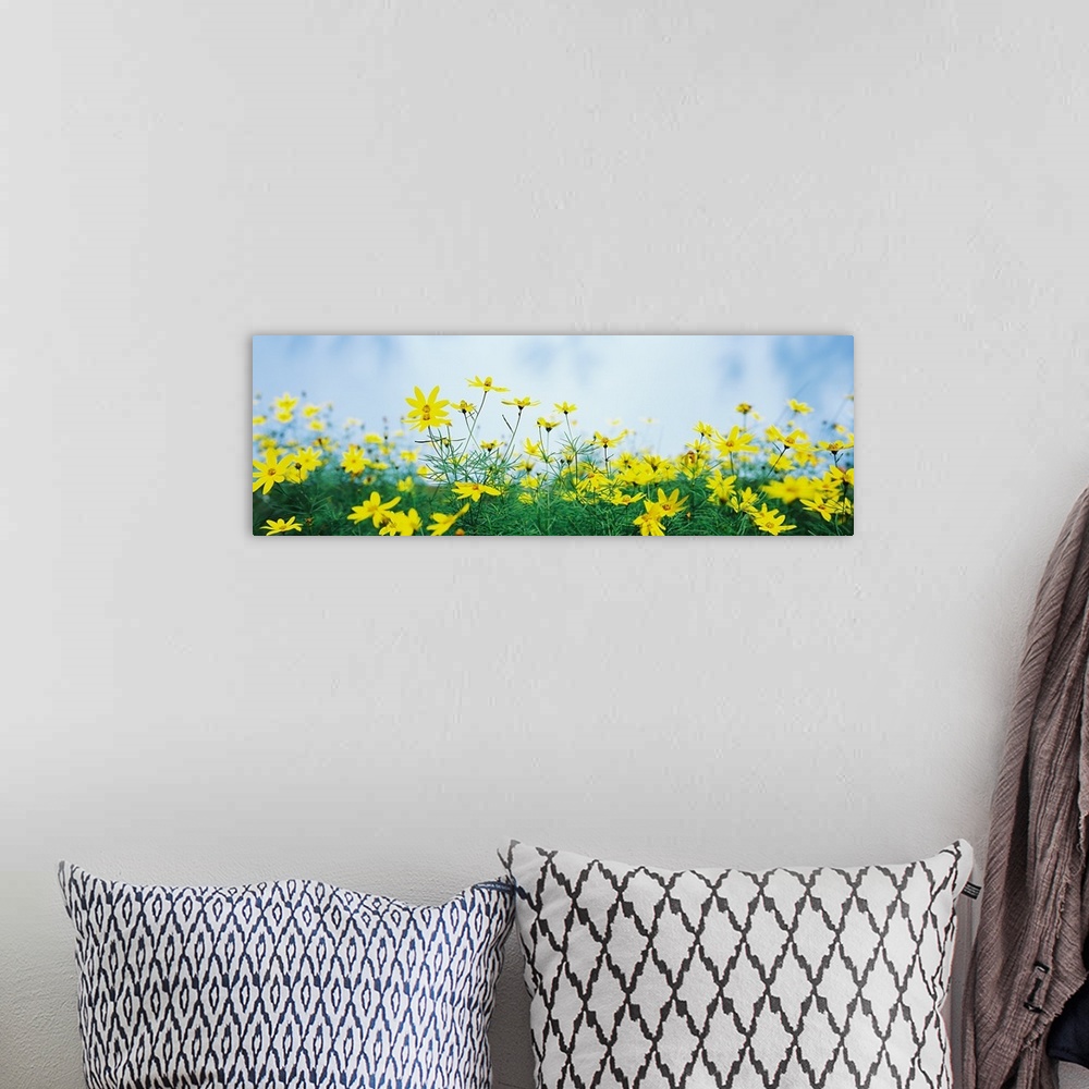 A bohemian room featuring Coreopsis flowers in a field