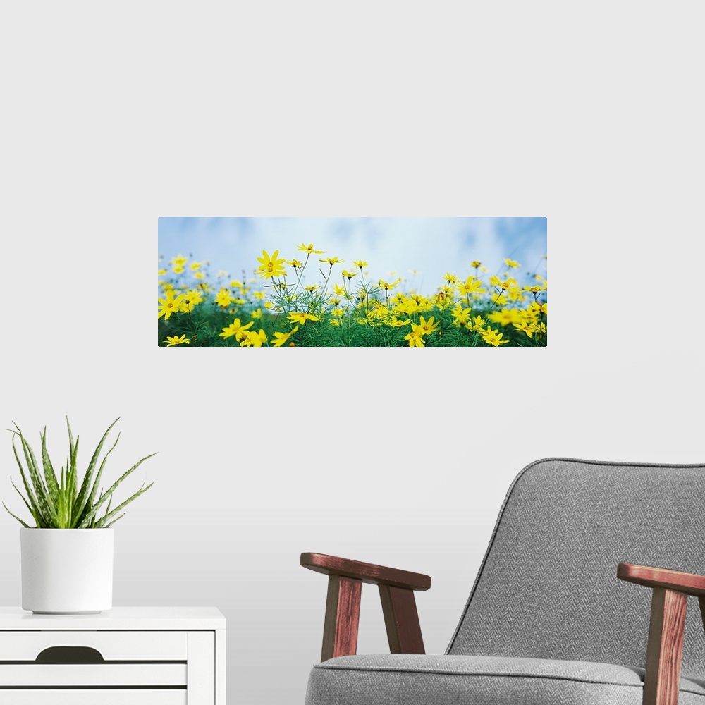 A modern room featuring Coreopsis flowers in a field