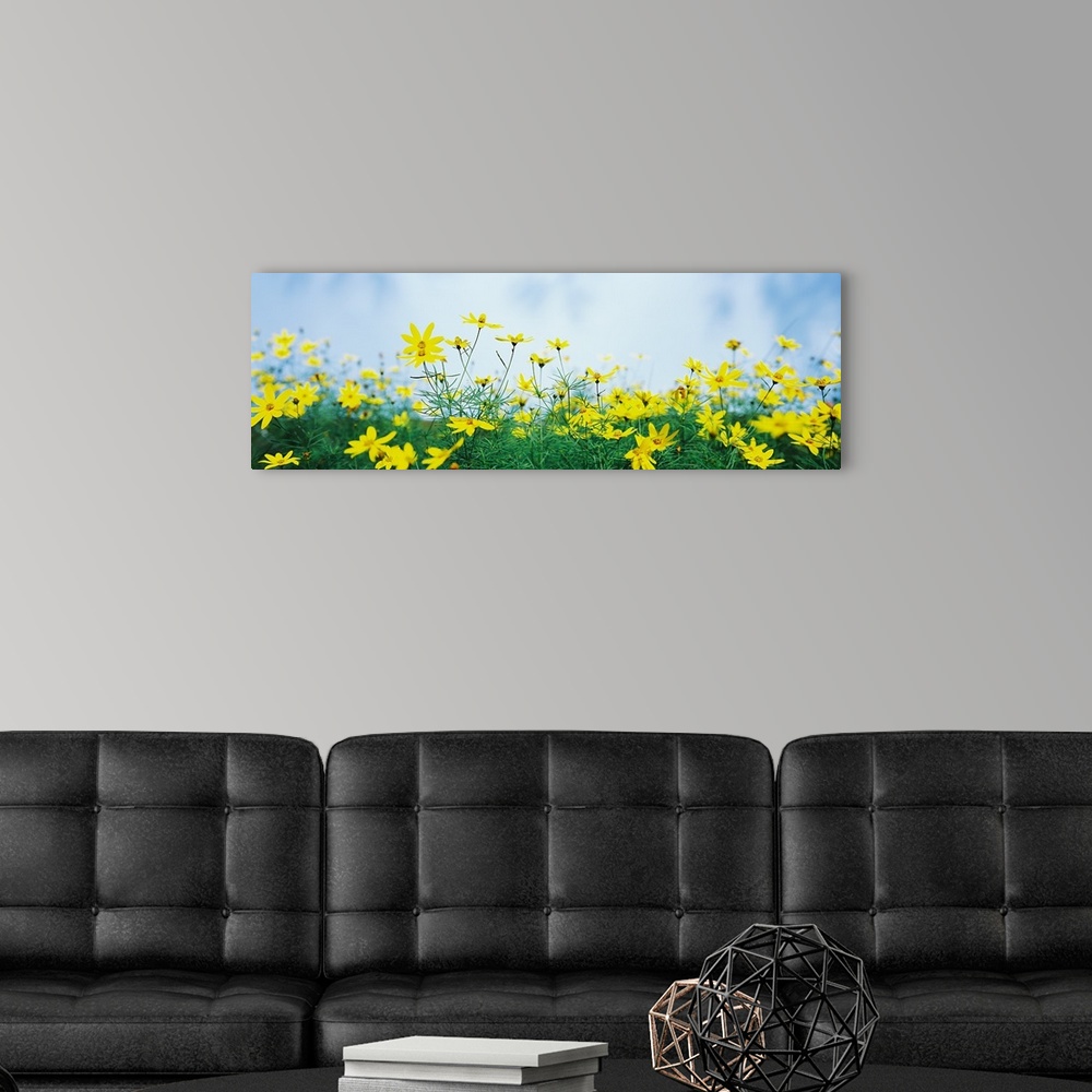 A modern room featuring Coreopsis flowers in a field