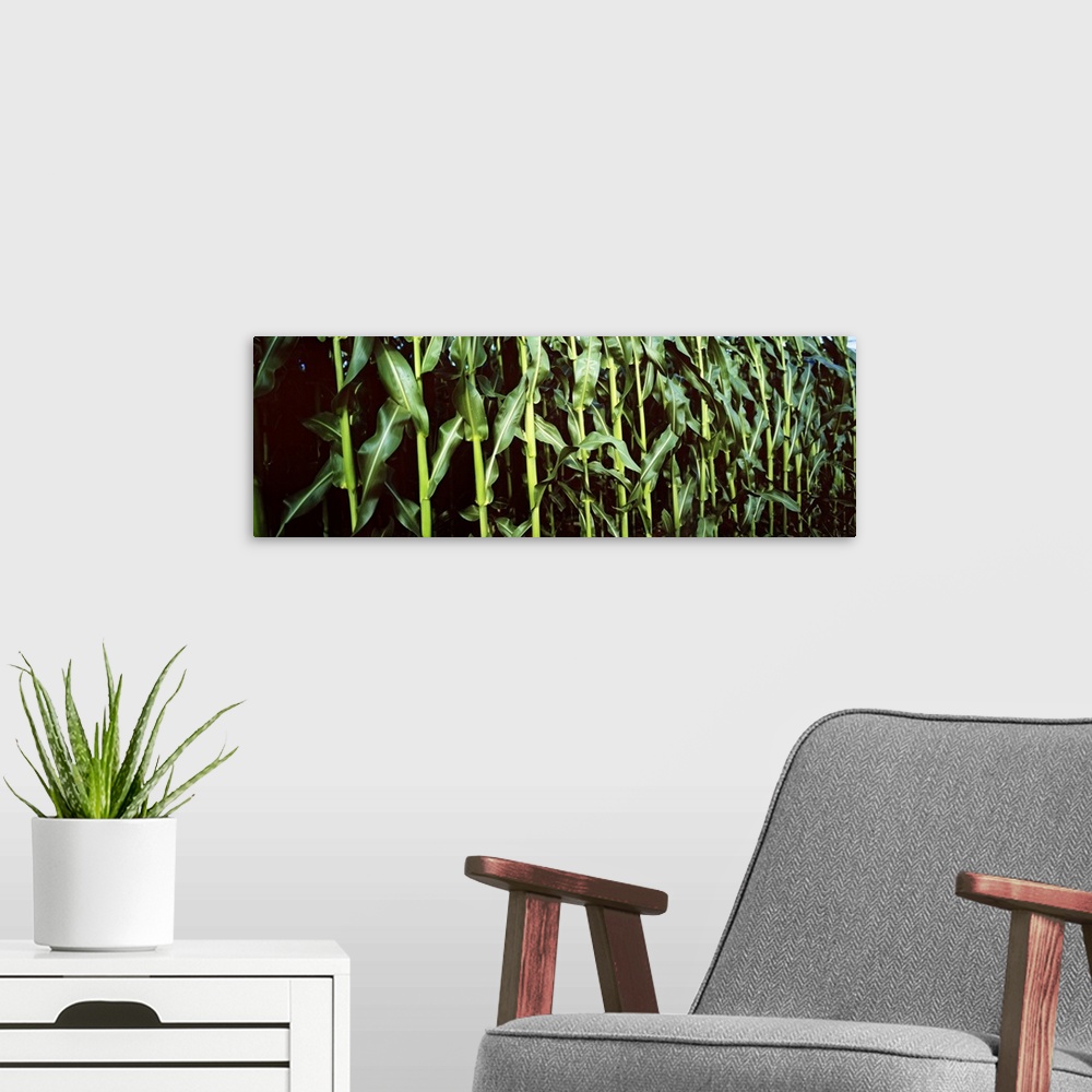 A modern room featuring Corn