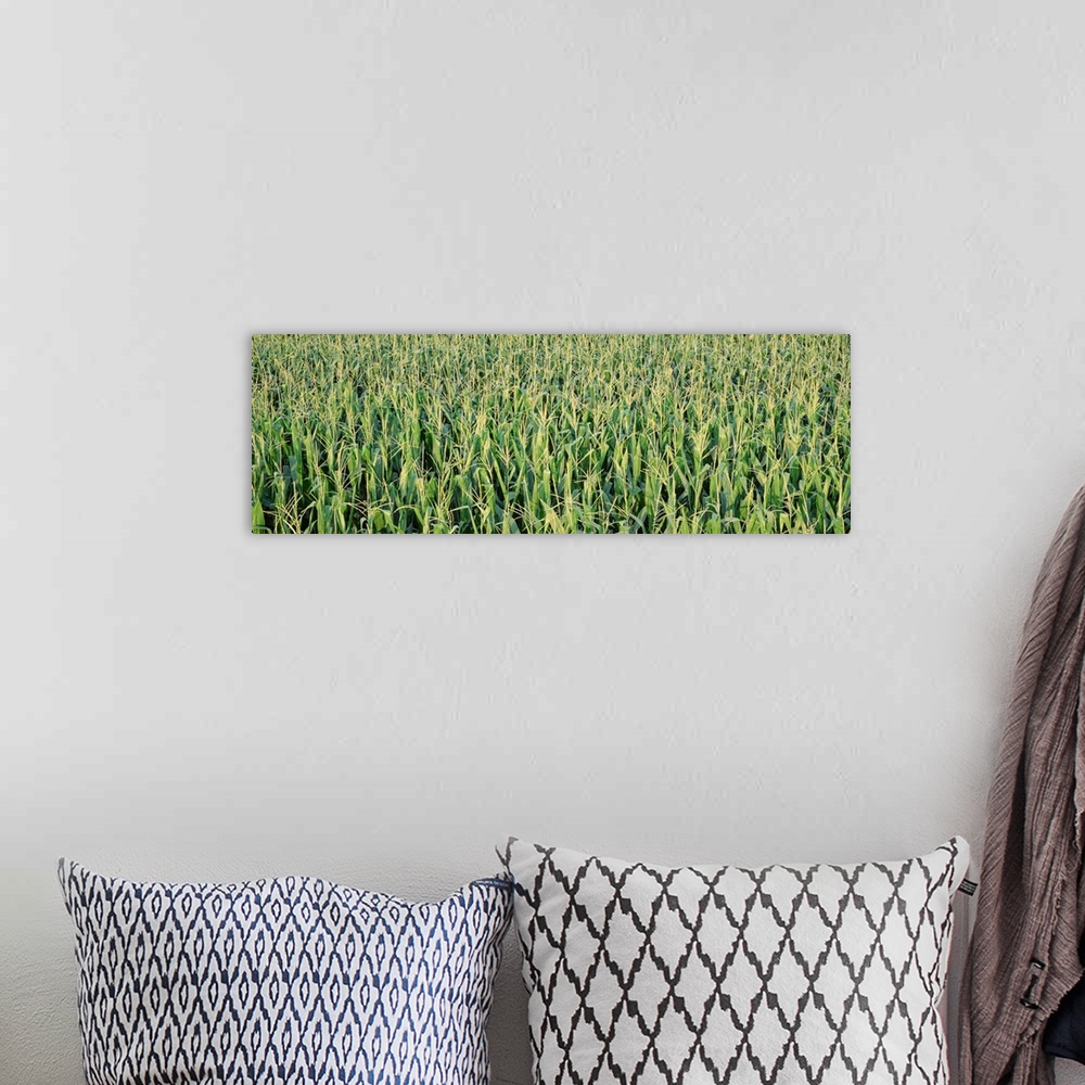 A bohemian room featuring Corn crop in a field, Iowa