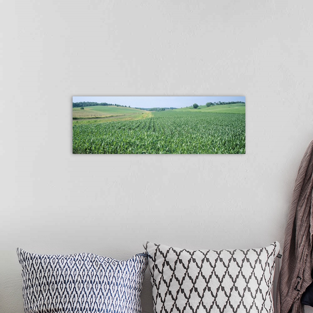 A bohemian room featuring Corn crop in a field, Iowa County, Iowa