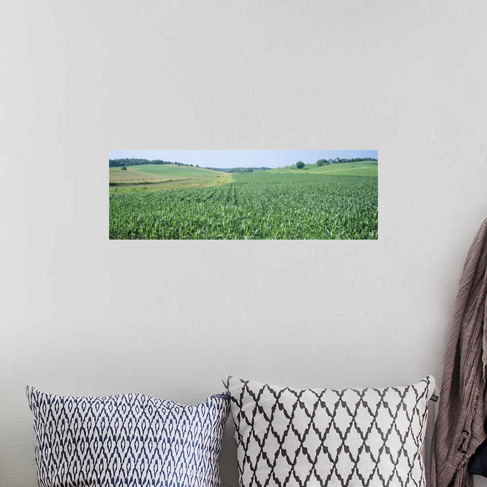 A bohemian room featuring Corn crop in a field, Iowa County, Iowa