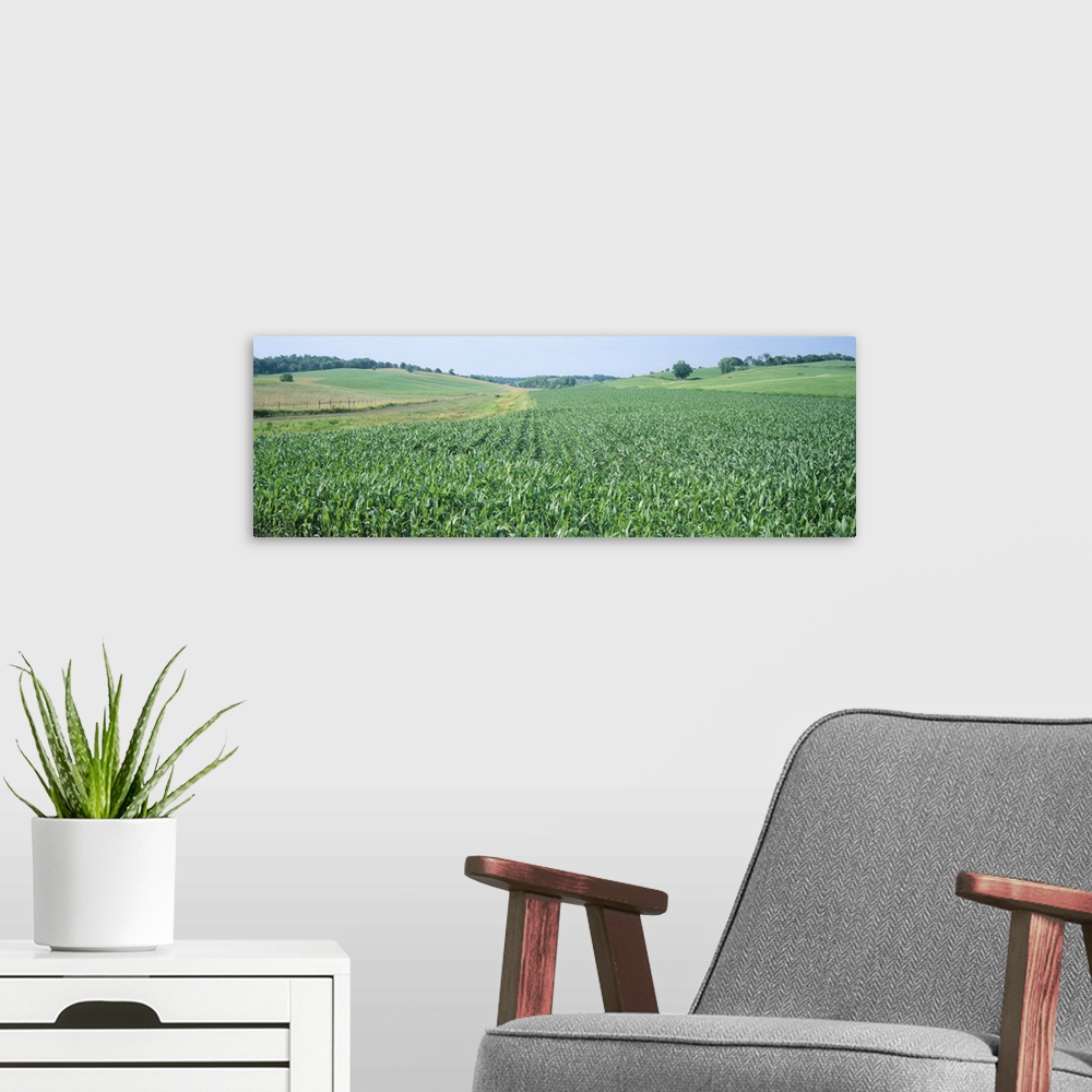 A modern room featuring Corn crop in a field, Iowa County, Iowa