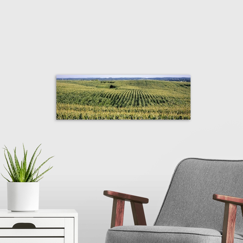 A modern room featuring Corn crop in a field, Southeast Minnesota, Minnesota
