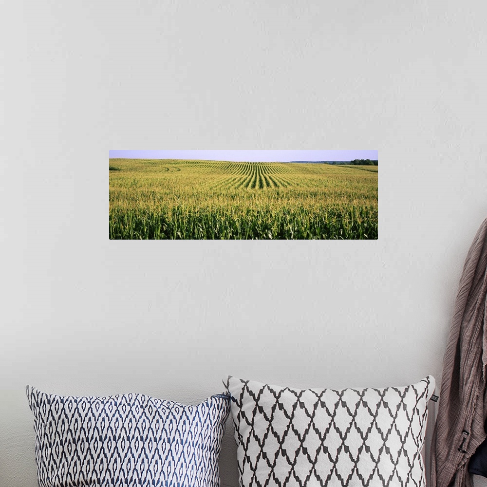 A bohemian room featuring Corn crop in a field, Southeast Minnesota, Minnesota