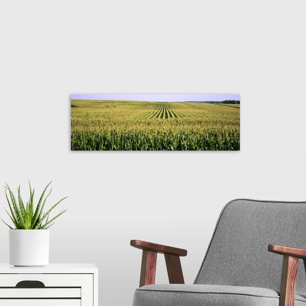 A modern room featuring Corn crop in a field, Southeast Minnesota, Minnesota