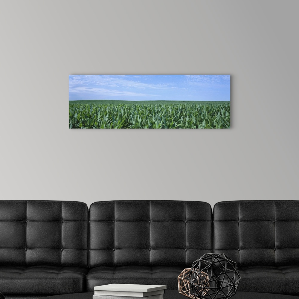 A modern room featuring Corn crop on a landscape, Kearney County, Nebraska
