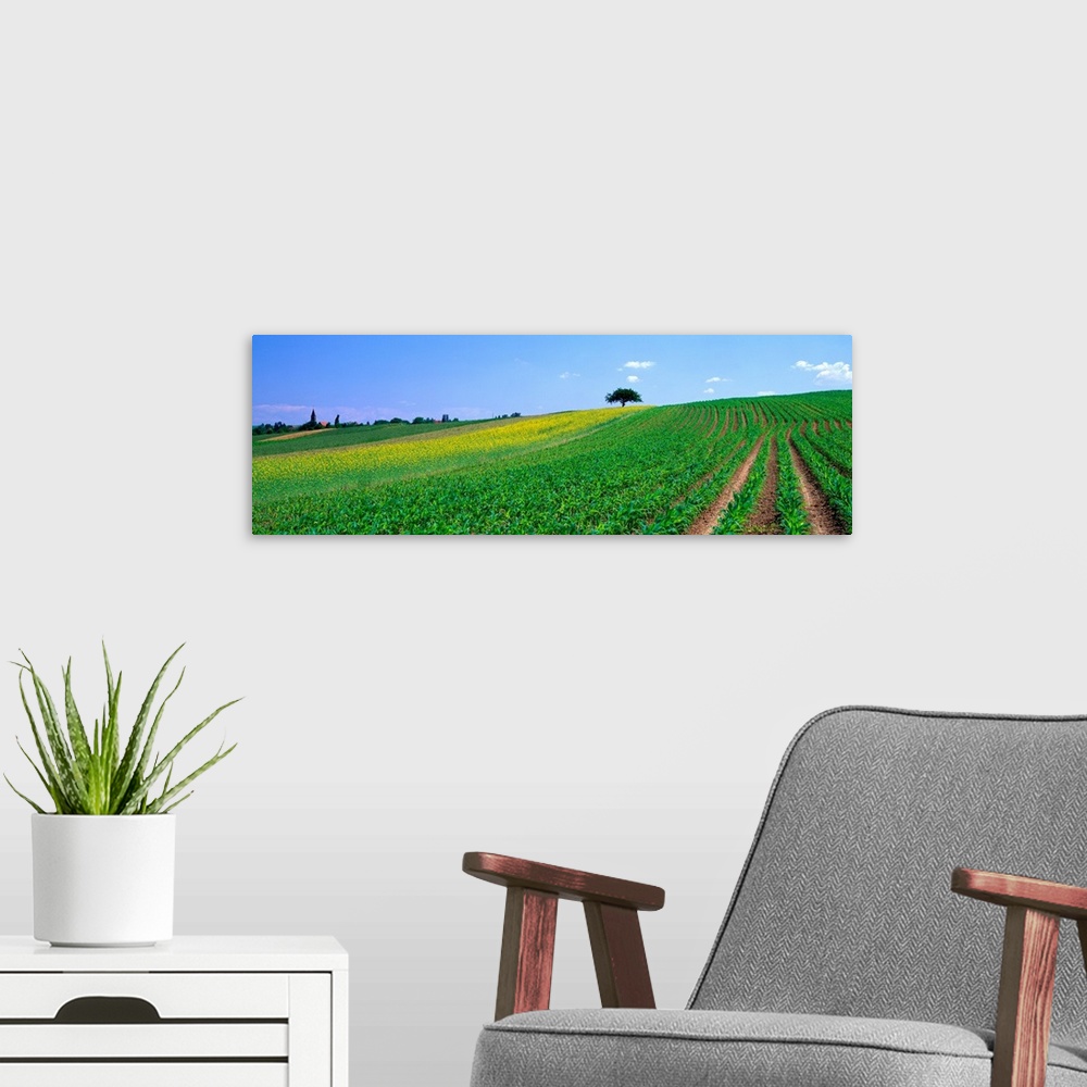 A modern room featuring Corn Field Alsace France
