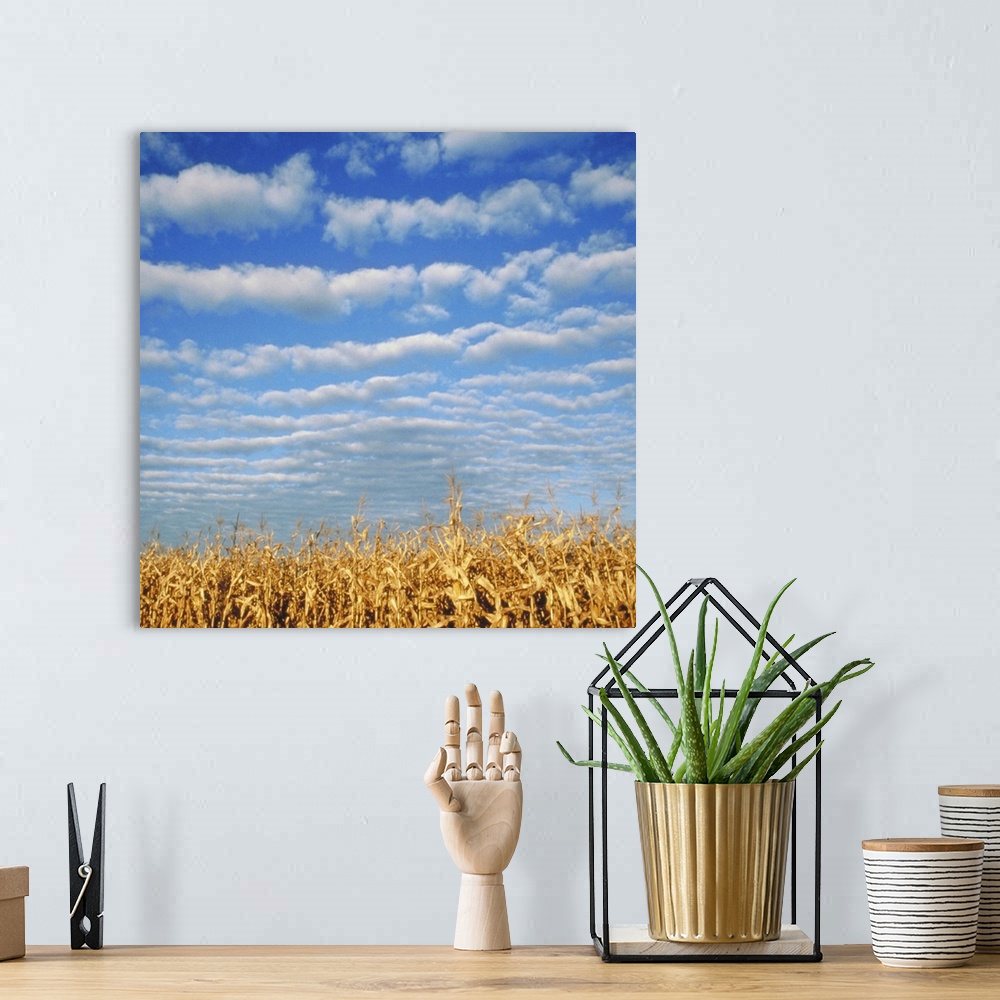 A bohemian room featuring Corn field, Waconia, MN, USA