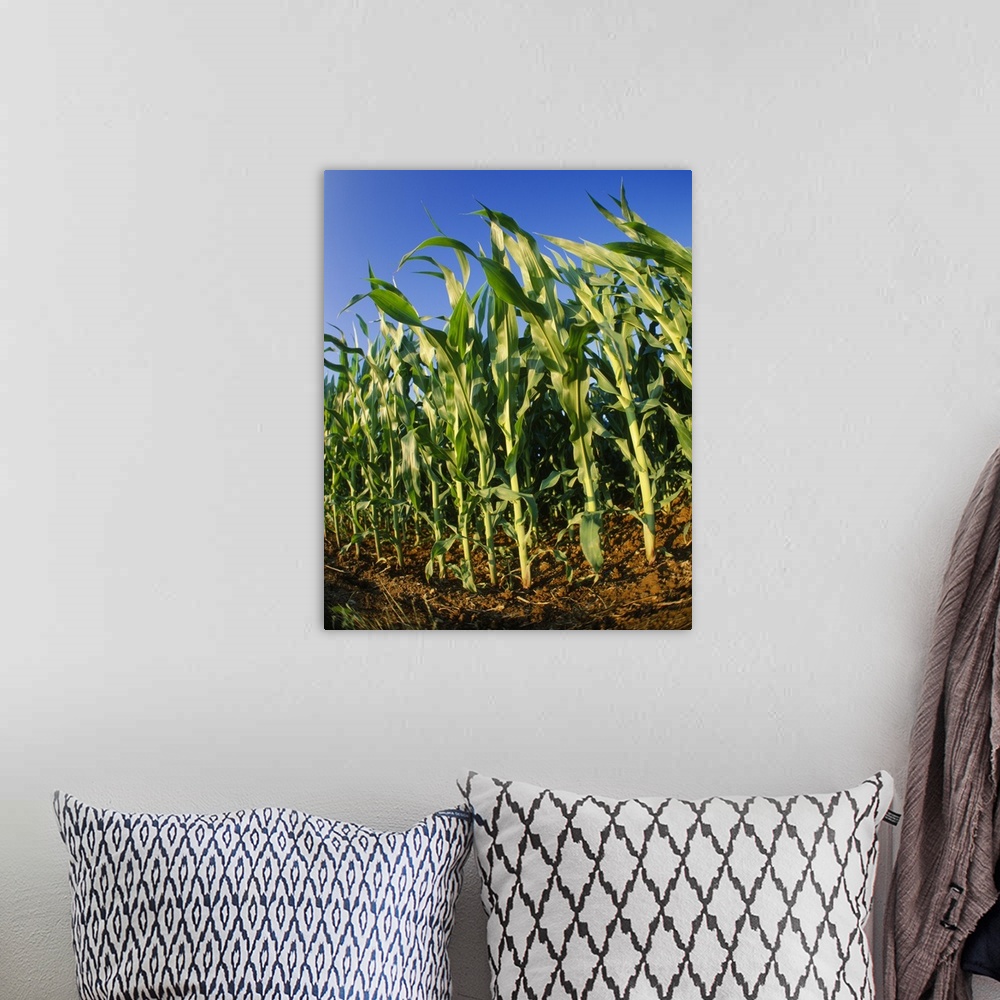 A bohemian room featuring Corn Stalks
