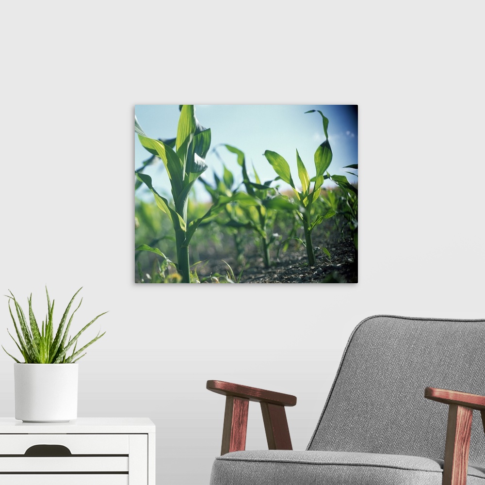 A modern room featuring Corn Stalks