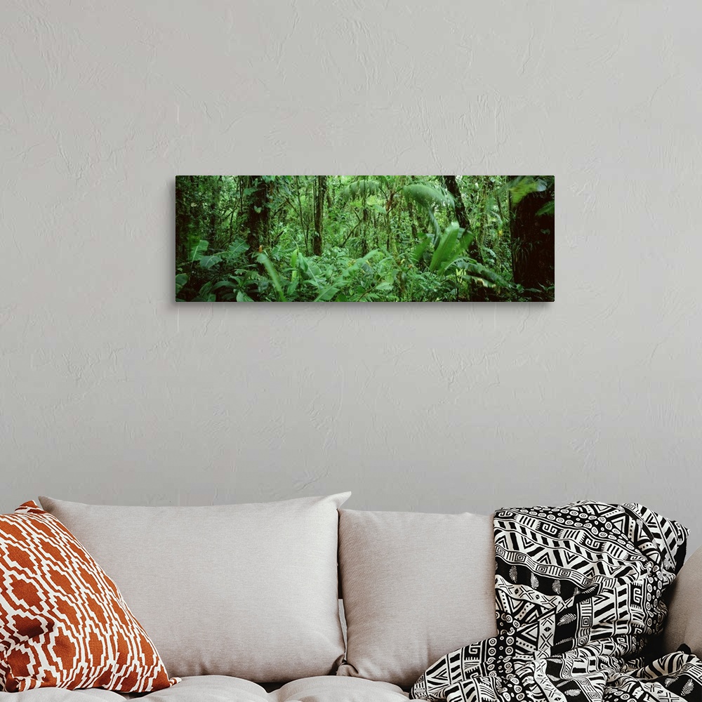 A bohemian room featuring A wide angle picture taken of a lush, but dense green rain forest in Costa Rica.