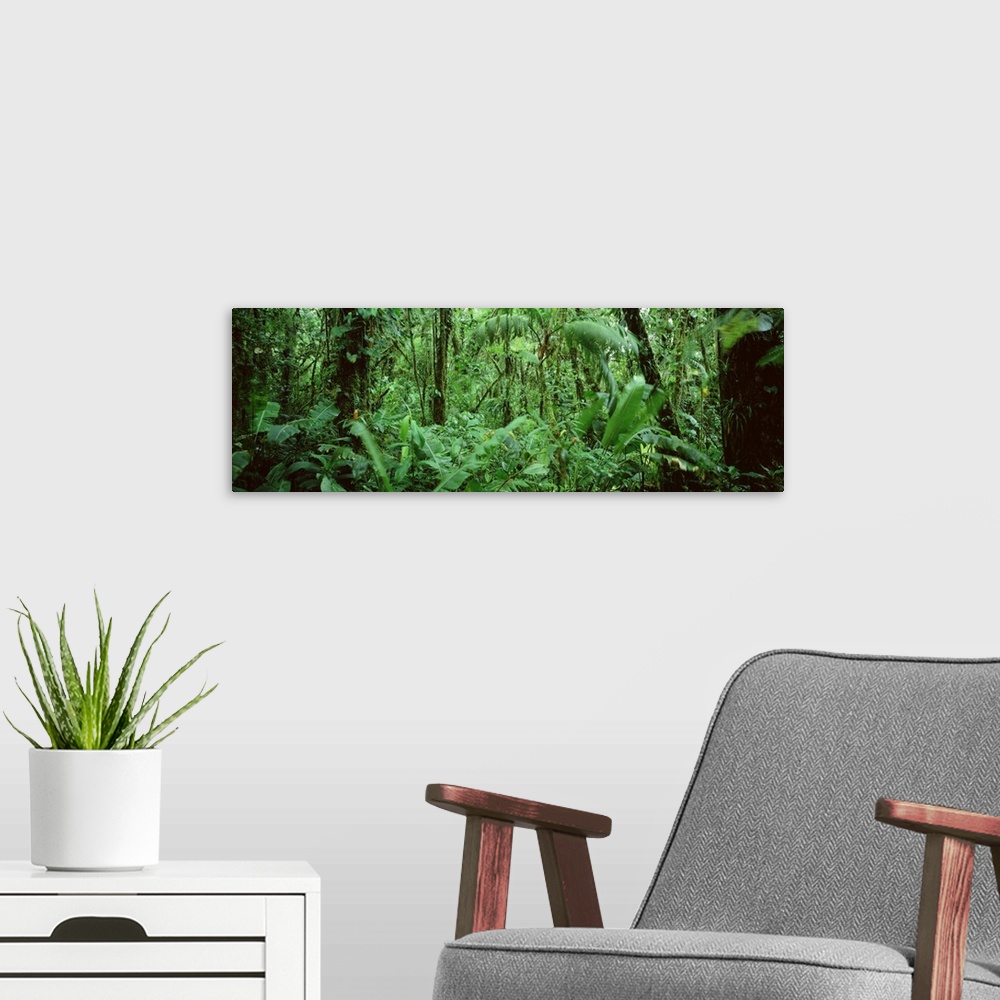 A modern room featuring A wide angle picture taken of a lush, but dense green rain forest in Costa Rica.