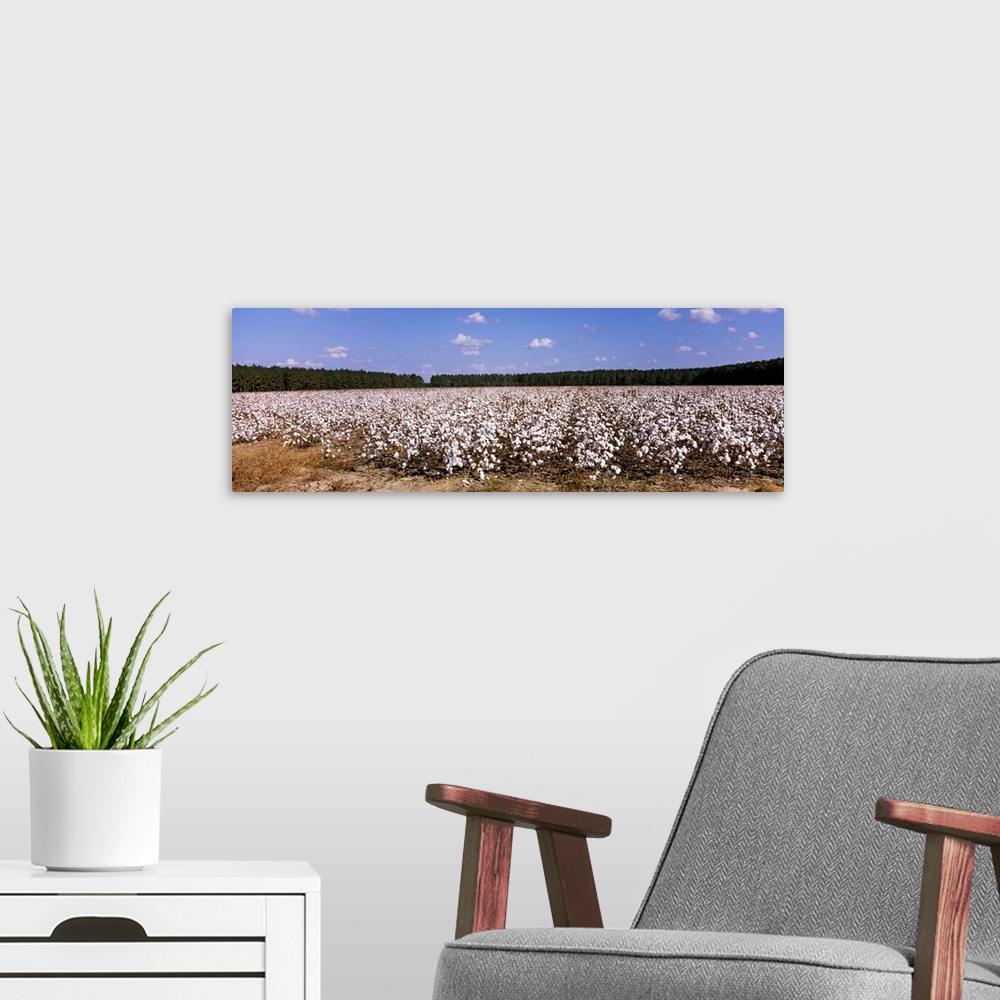 A modern room featuring Cotton crops in a field, Georgia