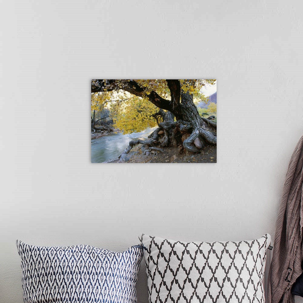 A bohemian room featuring The trunk of an immense cottonwood tree is photographed sitting beside a creek.
