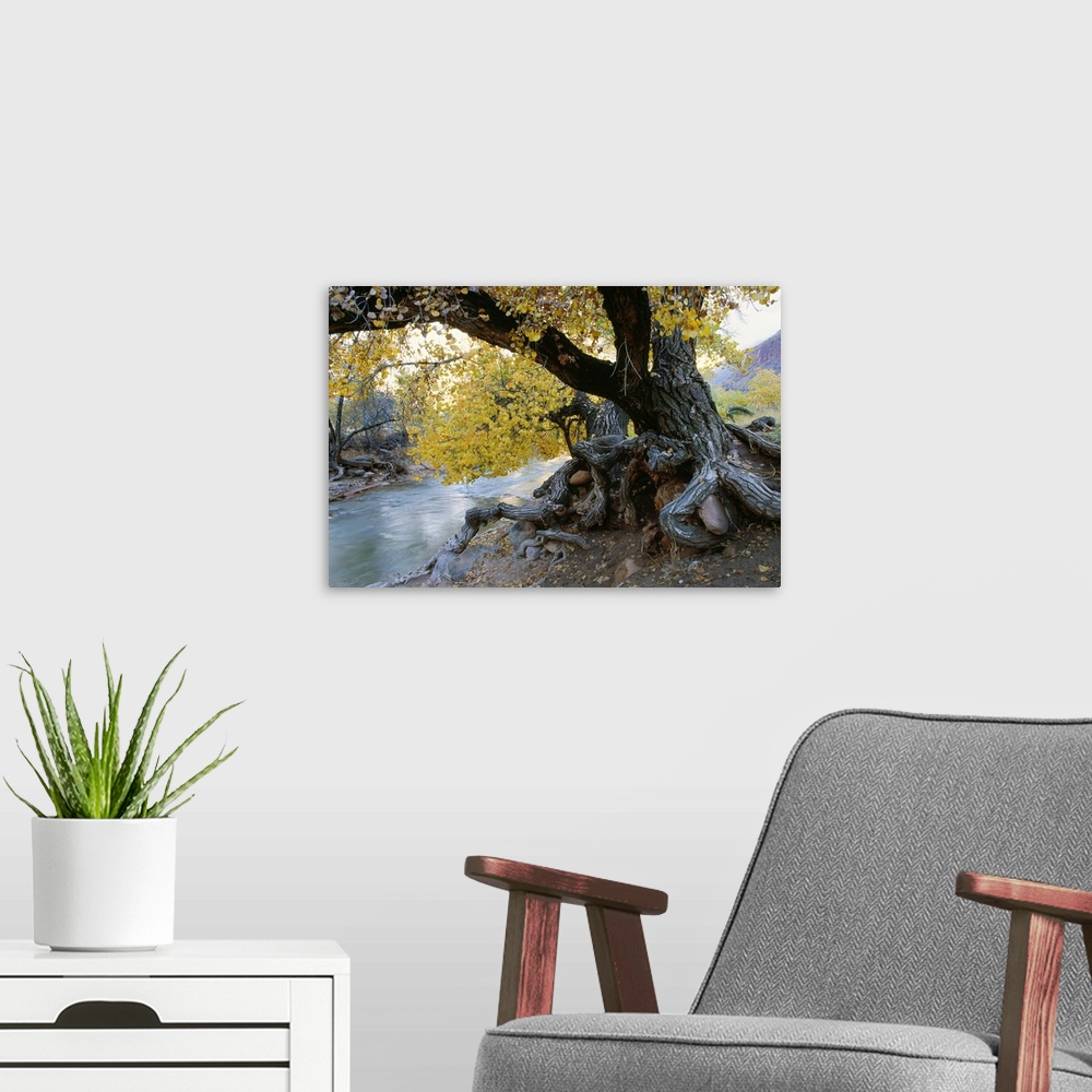 A modern room featuring The trunk of an immense cottonwood tree is photographed sitting beside a creek.