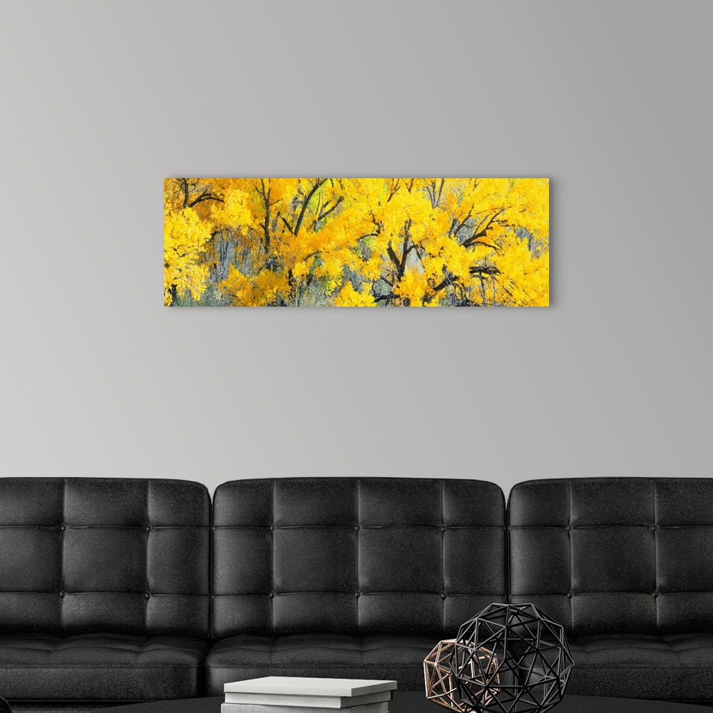 A modern room featuring Panoramic photograph of a tree with leaves in bright autumn colors contrasted with dark branches ...
