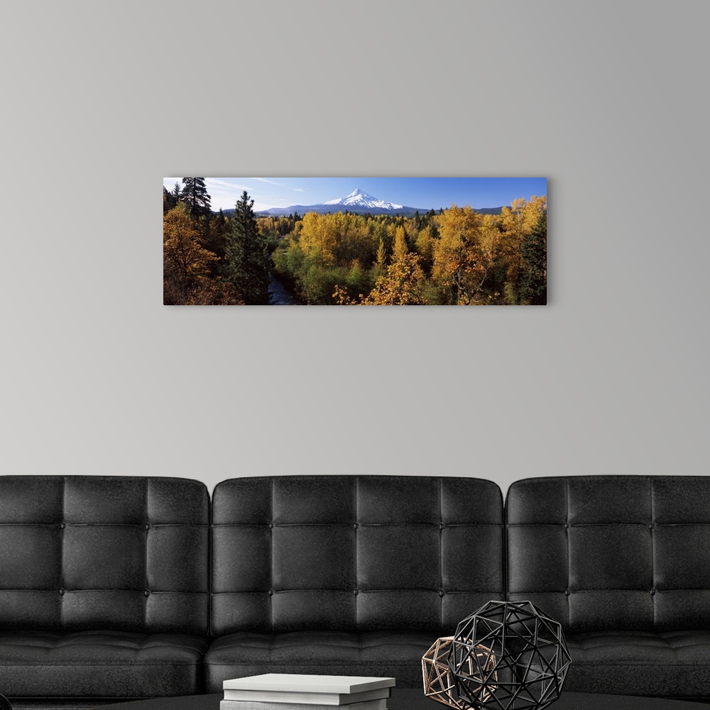 A modern room featuring Cottonwood trees in a forest, Mt Hood, Hood River, Mt. Hood National Forest, Oregon