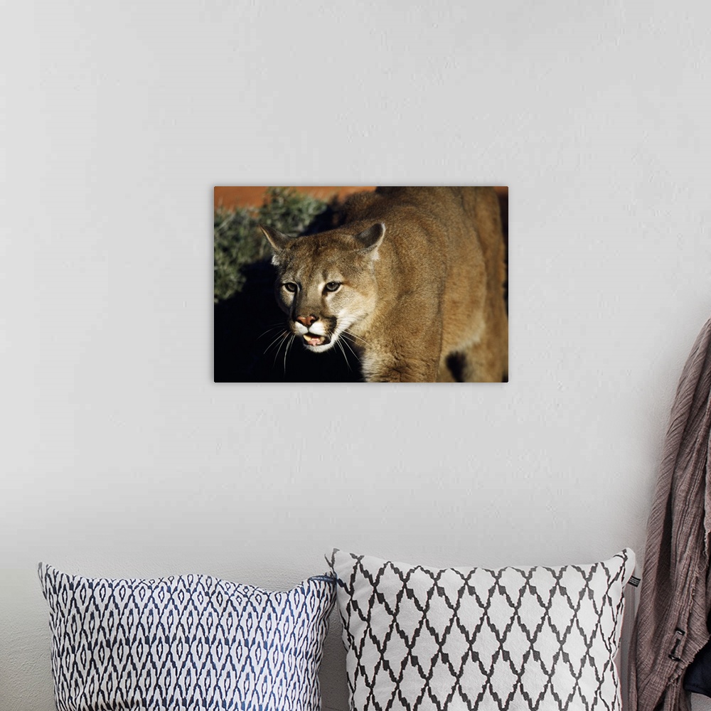 A bohemian room featuring Cougar Animal