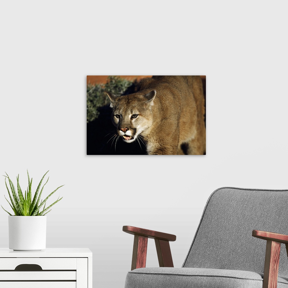 A modern room featuring Cougar Animal