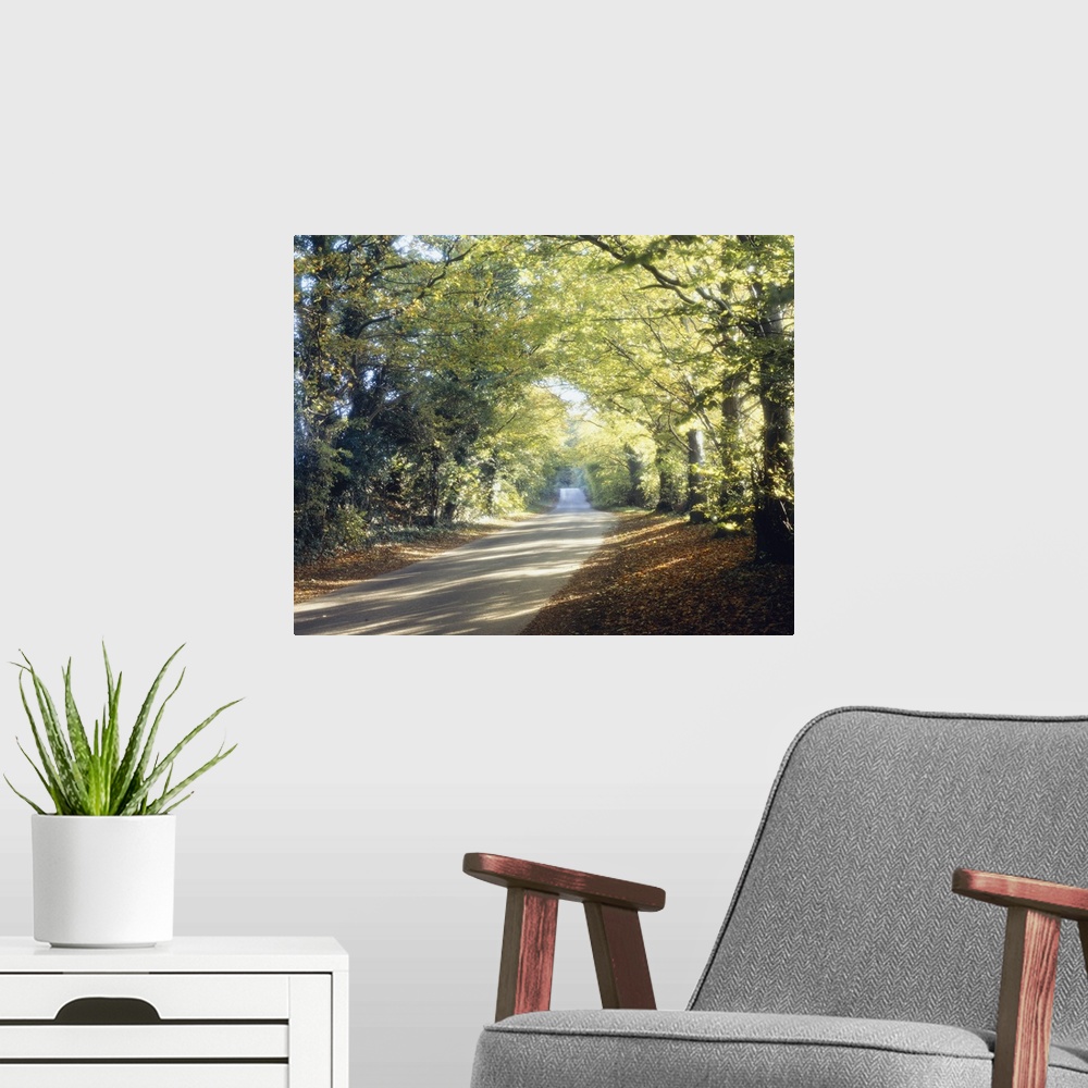 A modern room featuring Photograph of paved walkway going into the distance.  The walkway is lined with huge trees covere...