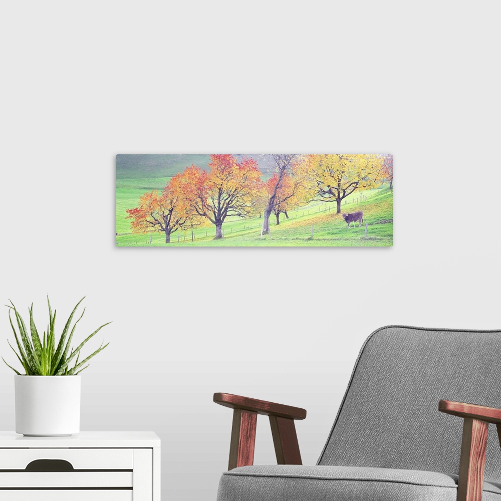 A modern room featuring Giant, panoramic photograph of a single cow in a large, fenced in field, full of trees with vibra...
