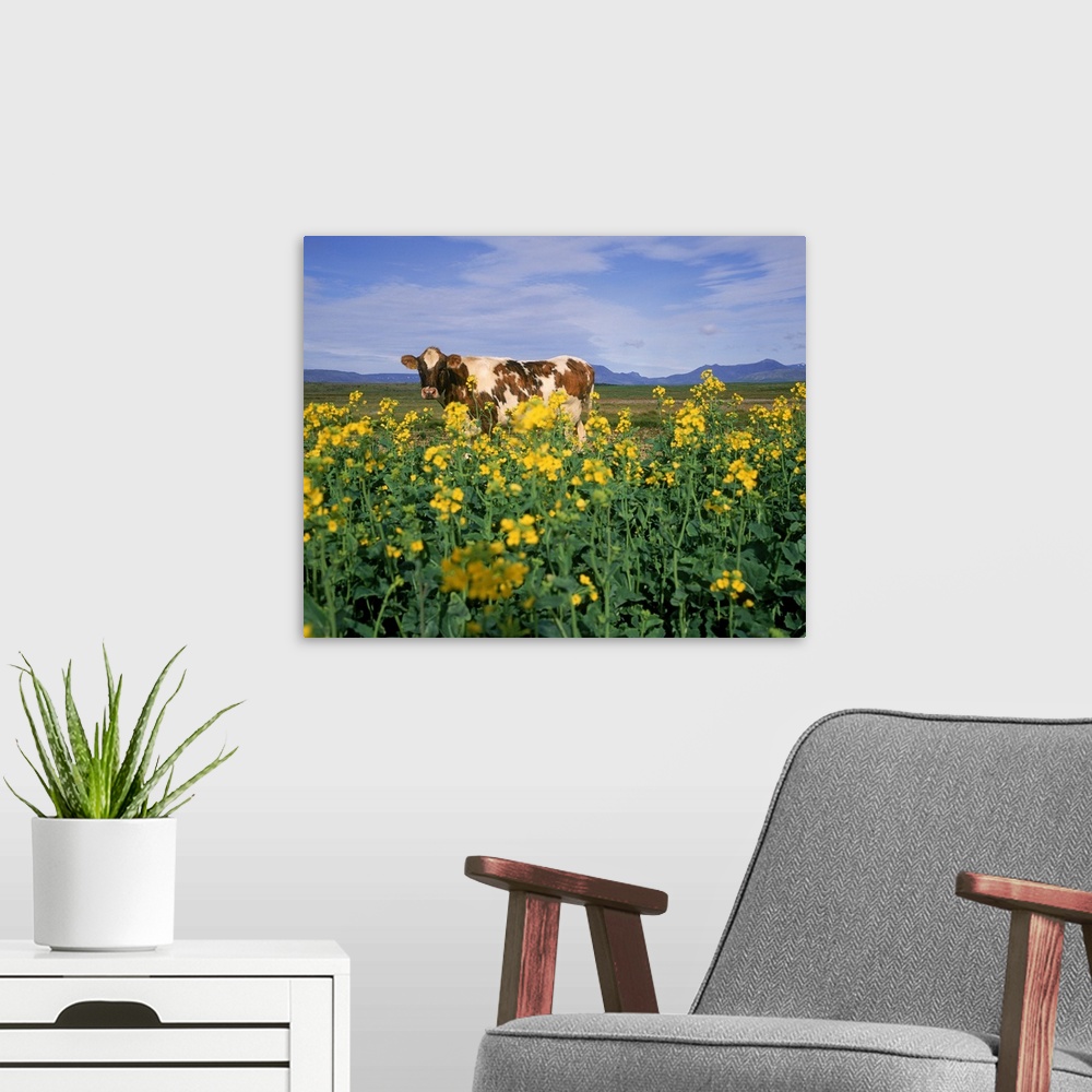A modern room featuring Cow in a field, Iceland