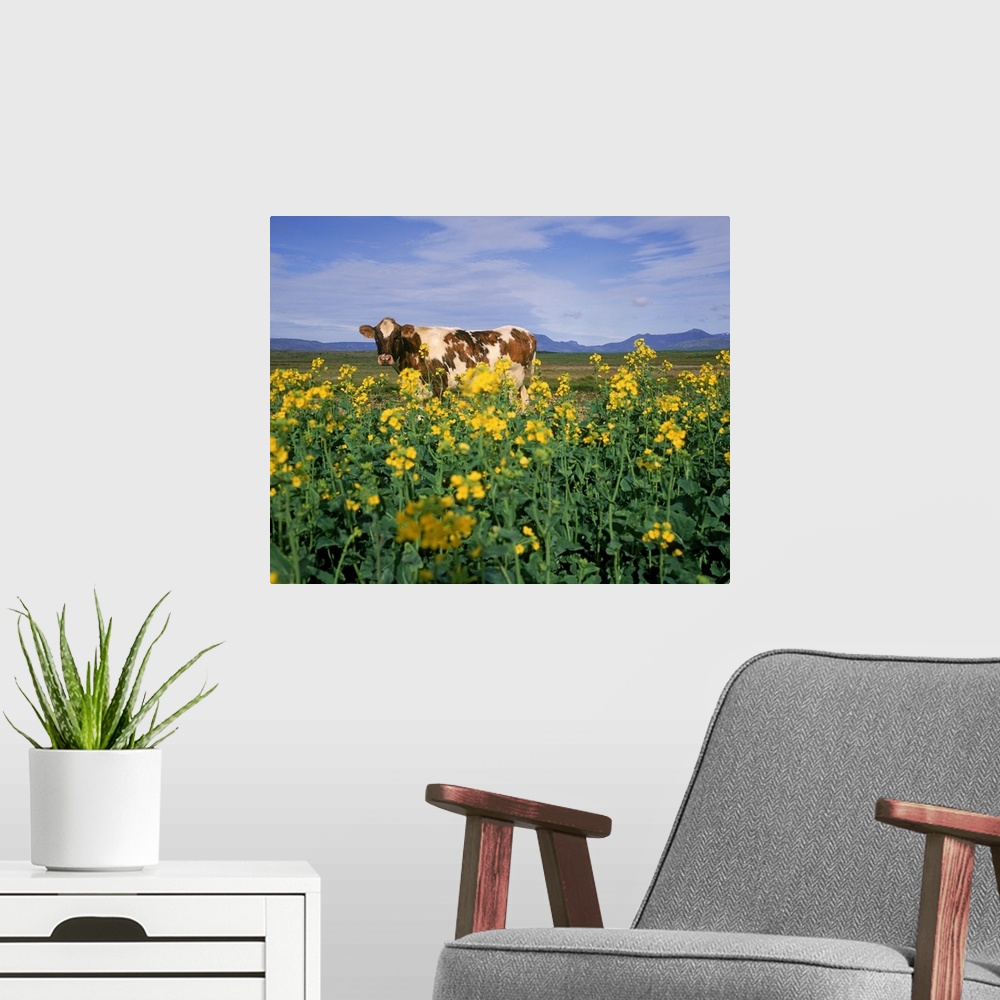 A modern room featuring Cow in a field, Iceland