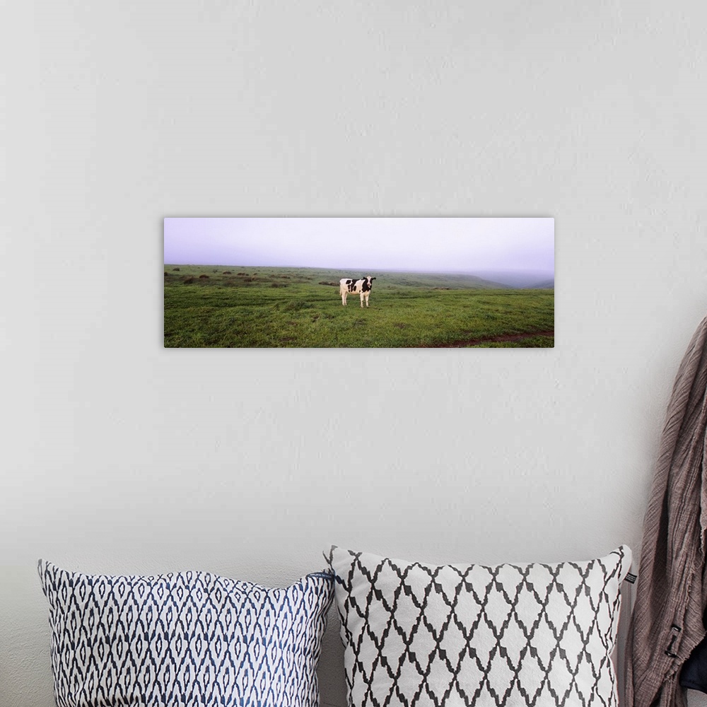 A bohemian room featuring Cow standing in a field, Point Reyes National Seashore, California