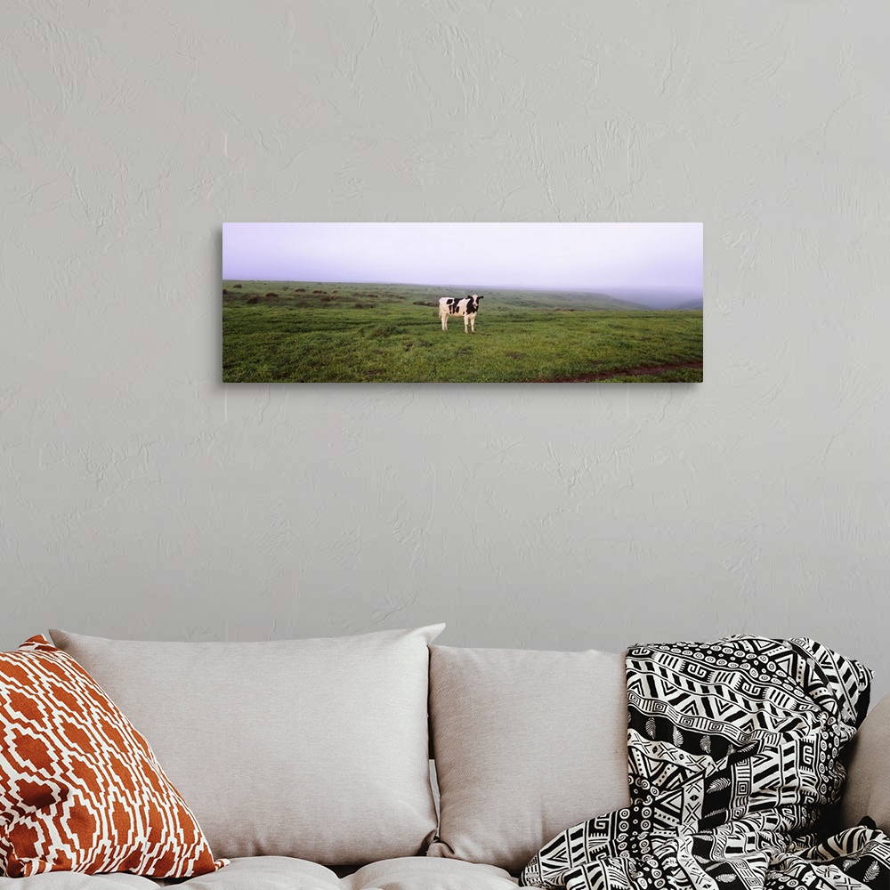 A bohemian room featuring Cow standing in a field, Point Reyes National Seashore, California