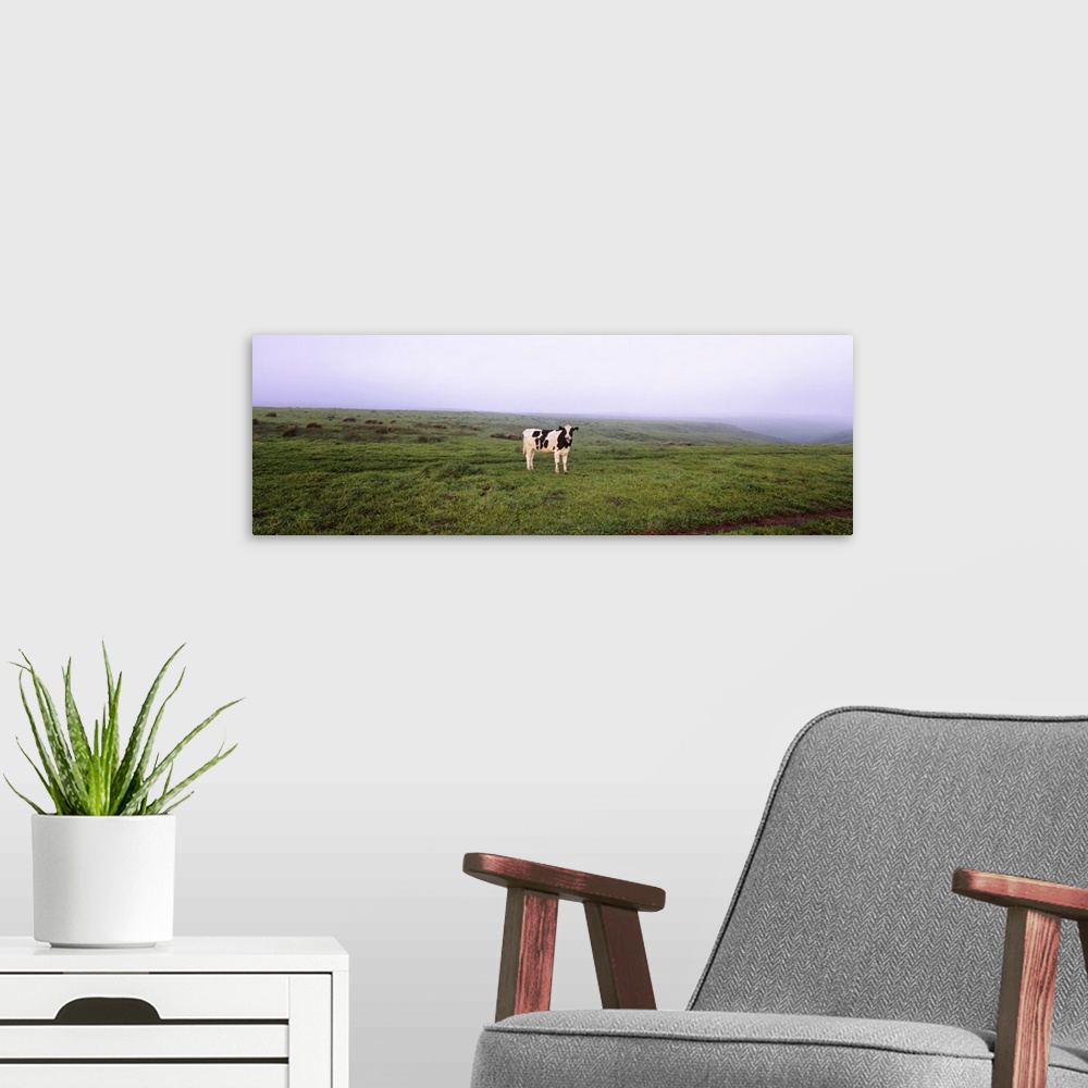 A modern room featuring Cow standing in a field, Point Reyes National Seashore, California